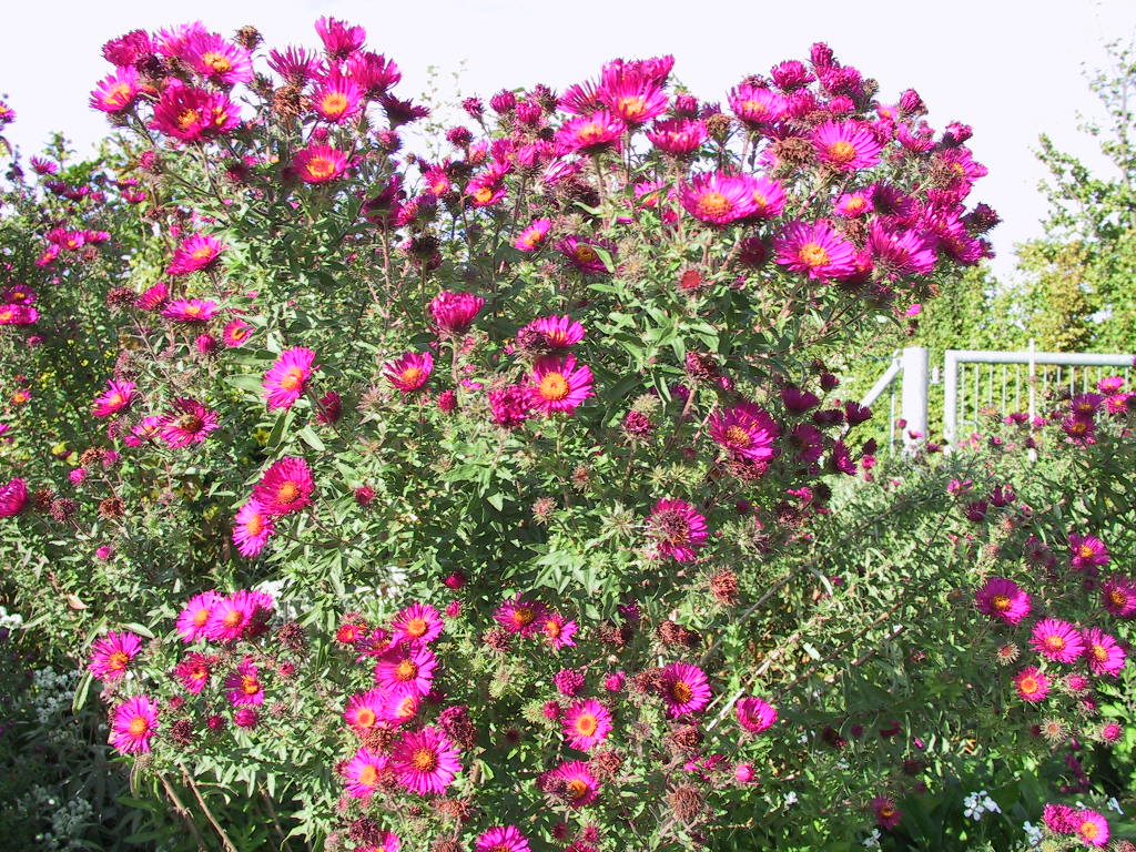 Aster novae-angliae Rubinrot nah.jpg